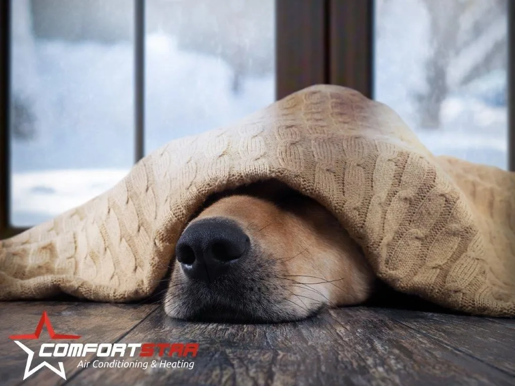 Dog in a house with failed Heating System